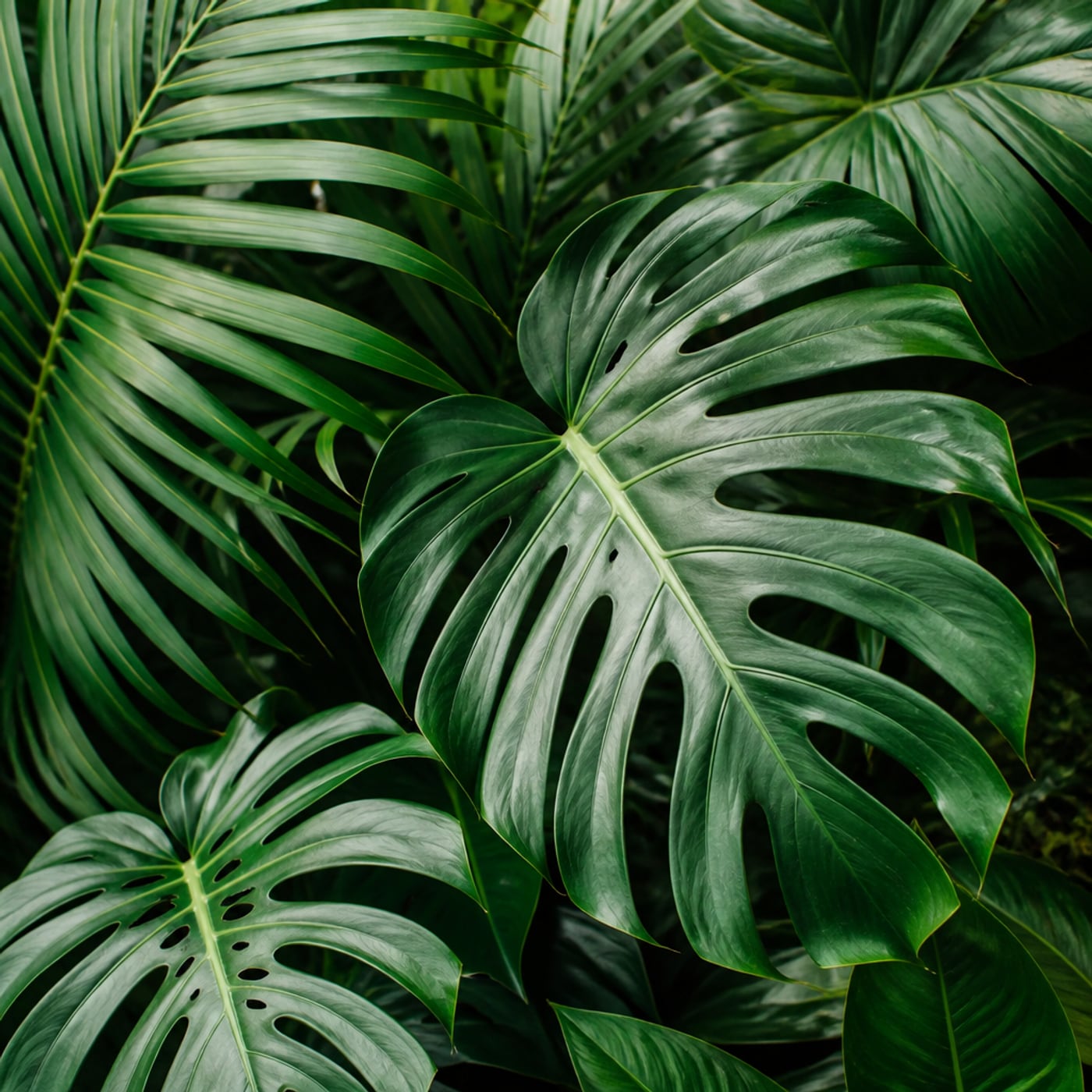 Tropical leaves ready look